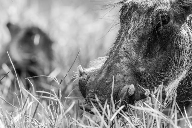 istock wild boar face close up black and white 1214059311