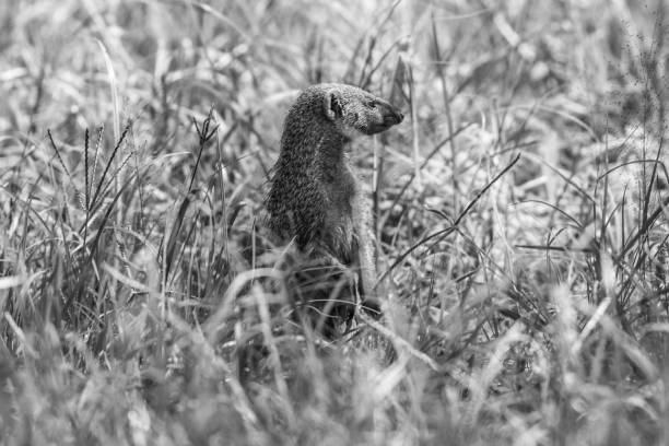 istock mongoose standing in the grass black and white 1214060374