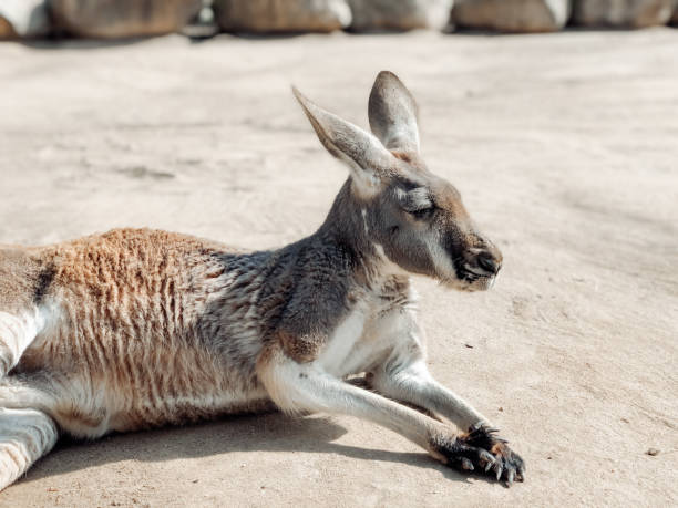 belo canguru descansando na areia. fotografia de animais. fundo natural. - wallaby kangaroo australian culture australia - fotografias e filmes do acervo