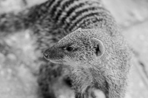 istock mongoose in the grass portrait black and white 1214060398