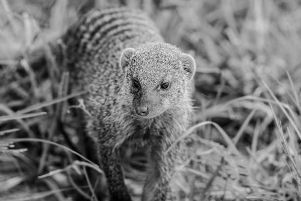 istock mongoose in the grass portrait black and white 1214060603