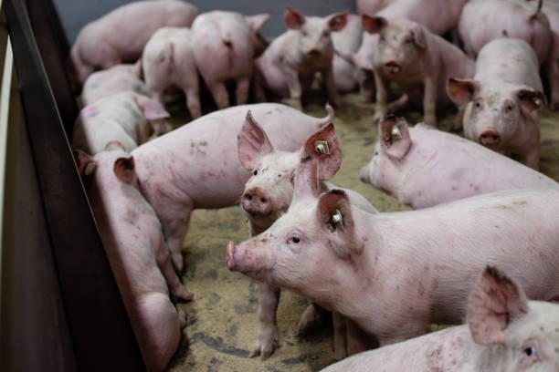 istock Breeding pigs in a modern farm 1214060647
