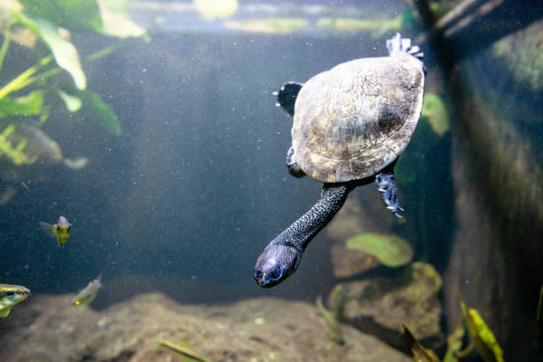 istock Eastern long necked turtle in water 1214060887