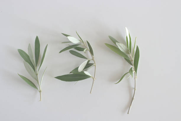 istock An olive branch on wood table background. Selective focus, blurred background. Mediterranean flora. 1214061592