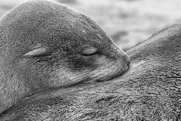 capture of cute baby seal nursing from its mom