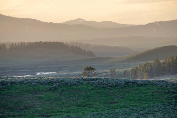 istock Yellow Stone National Park 1214061929