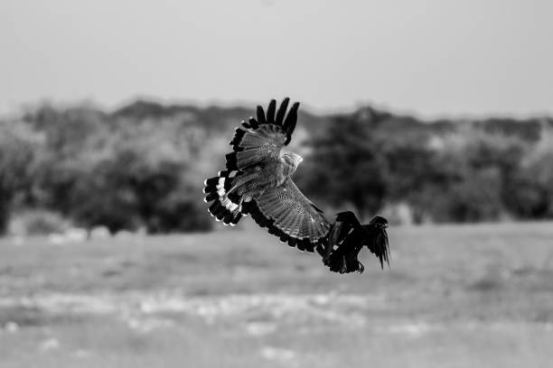 istock affriacn harrier hawk fight with a black raven black and white 1214063091