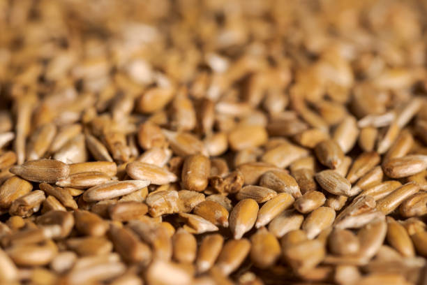 Full frame shot of roasted sunflower seeds spread on tray with selective focus and blurred background\