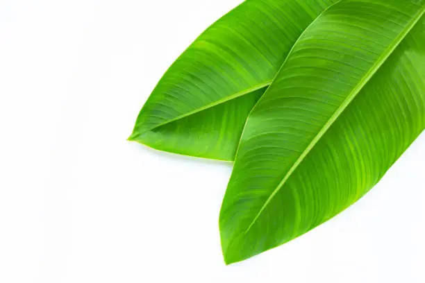 Photo of Heliconia leaves on white background.