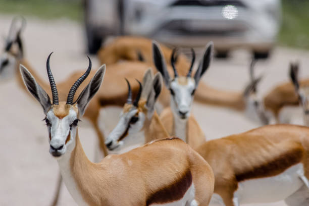 Springbock Picture 90+ Springbock Stock Photos, Pictures & Royalty-Free Images - iStock