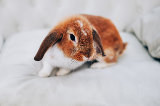 Domesticated animals. Cute little white and brown rabbit.