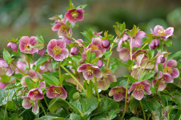 Christmas rose / Helleborus niger / Black hellebore Helleborus niger, also called Christmas rose, Winter rose or Black hellebore, is an evergreen, perennial flowering plant in the buttercup family (Ranunculaceae). Christmas rose plant is toxic. The flowers of five petals come in various colors, including white, red, pink, purple, green, yellow and apricot, and appear during winter, often at Christmas, in mild climates and in late spring in colder areas. hellebore stock pictures, royalty-free photos & images