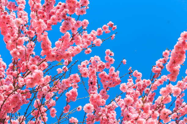 istock Flowers Sakura flowering on spring sakura tree. Nature. 1214065129