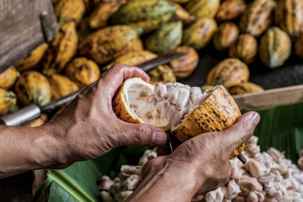 istock Cocoa Beans and Cocoa Fruits. 1214065975