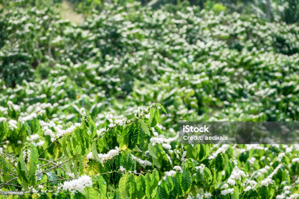 Flor De Árbol De Café Con Flor De Color Blanco Vista De Cerca Flores De Café Que Florecen En La Planta De Café Foto de stock y más banco de imágenes de Flor De Árbol De Café Con Flor De Color Blanco Vista De Cerca Flores De Café Que Florecen En La Planta De Café Foto de stock y más banco de imágenes de