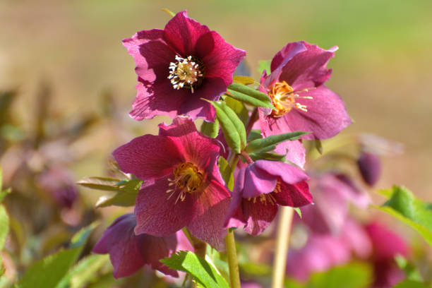 Helleborus niger, also called Christmas rose, Winter rose or Black hellebore, is an evergreen, perennial flowering plant in the buttercup family (Ranunculaceae). Christmas rose plant is toxic. The flowers of five petals come in various colors, including white, red, pink, purple, green, yellow and apricot, and appear during winter, often at Christmas, in mild climates and in late spring in colder areas.