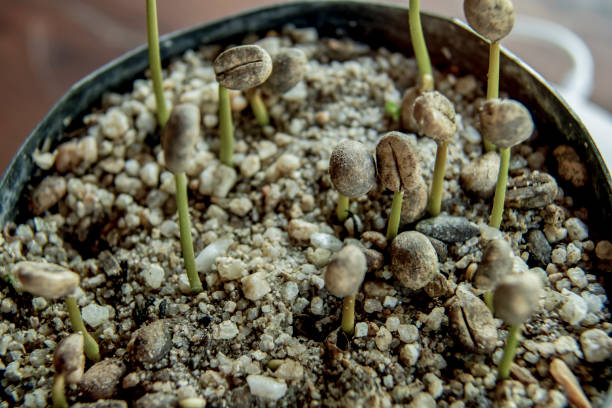 istock Robusta coffee seedlings In the nursery 1214066107