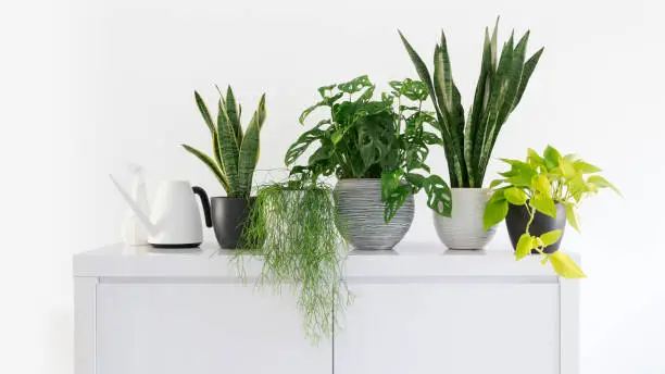 Photo of collection of beautiful green plants on a cupboard, watering can, plant sprayer