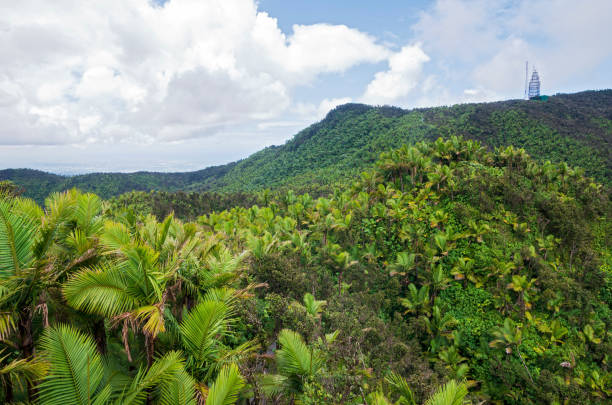 istock El yunque rainforest and communications tower 1214067080