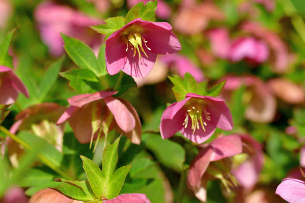 istock Christmas rose / Helleborus niger / Black hellebore 1214067324