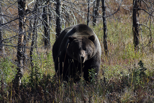 A Grizzly Bear in Grand Teton National Park