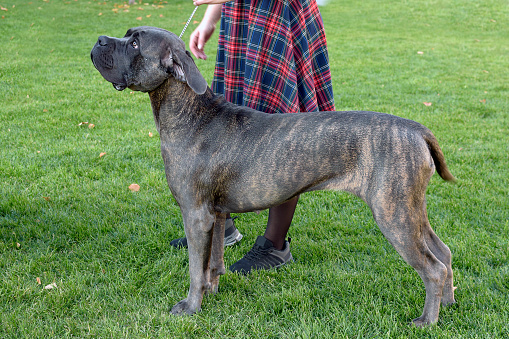Dogo Canario stands next to his mistress against a green lawn. Dog walking in the spring. A large gray dog on a leash is looking up with a sad face.