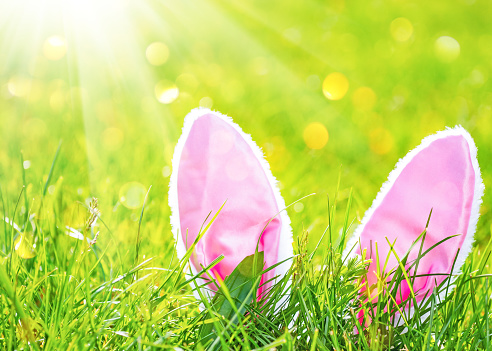 Easter background with hare ears in green grass at sunny day