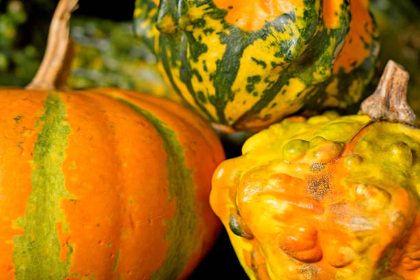 istock Artistic composition with pumpkins for halloween on a black background. 1214071029