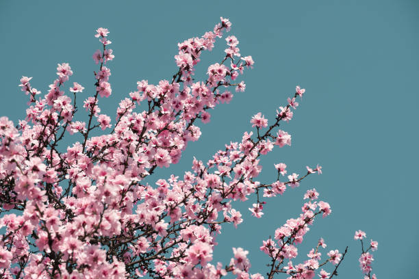 istock bright pink and white flowers on trees, blooming, spring landscape, beautiful background 1214071273