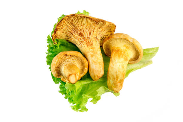 istock chanterelle mushrooms green lettuce leaf isolated on a white background 1214071335