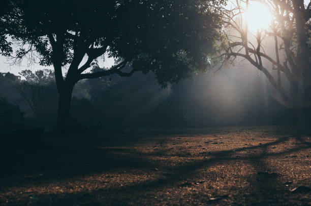 tropical forest morning scene, nature sunlight background