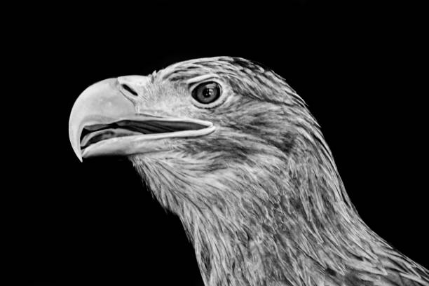 istock Close-up of a hawk head with black background 1214073962