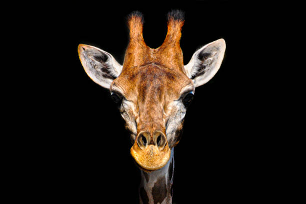 istock Close-up of a giraffe head with black background 1214073968