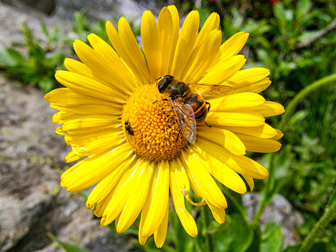 Bee on a dandelion flower