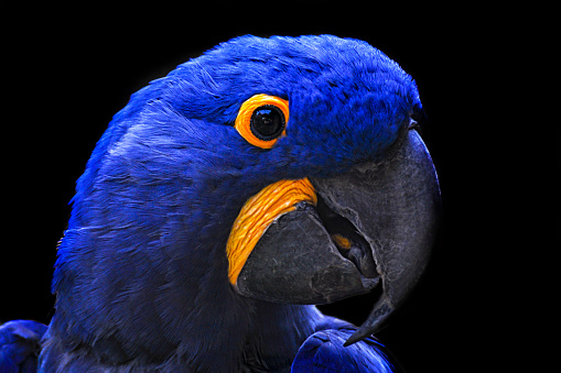 Close-up of a parrot head with black background