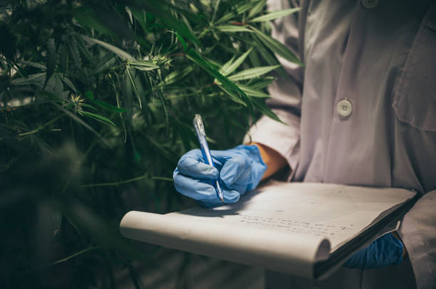 istock Professional researchers working in a hemp field, they are checking plants, alternative medicine and cannabis concept 1214074240