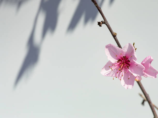 istock Blossoms of a peach tree in full bloom with white background 1214074336