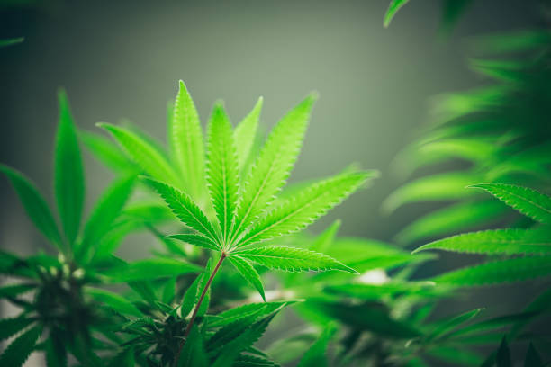istock Growing cannabis indoors, hemp cultivation technique. Growing pot in groutent. Vegetative stage of marijuana growth. Medical marijuana. Background of cannabis leaves. A large amount of marijuana. 1214074345