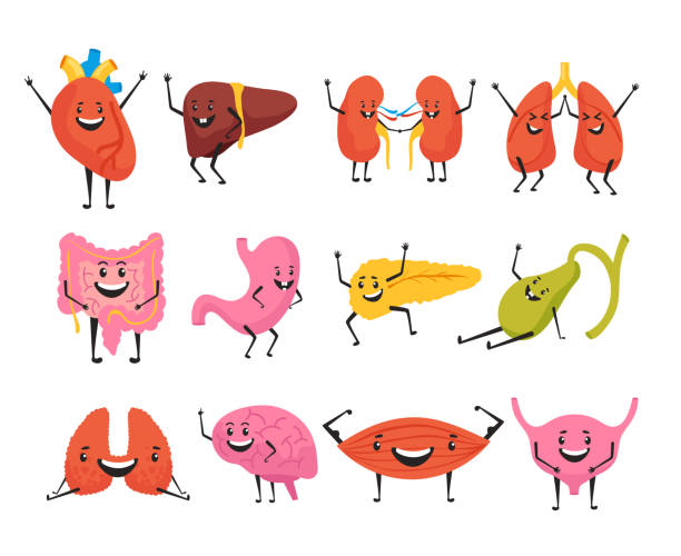 Internal organs characters isolated set collection. Vector flat graphic design isolated illustration Internal organs characters isolated set collection. Vector flat graphic design isolated spleen cartoon stock illustrations