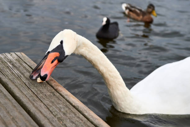 White swan is eating the bread.Swan gathering on the lake shore