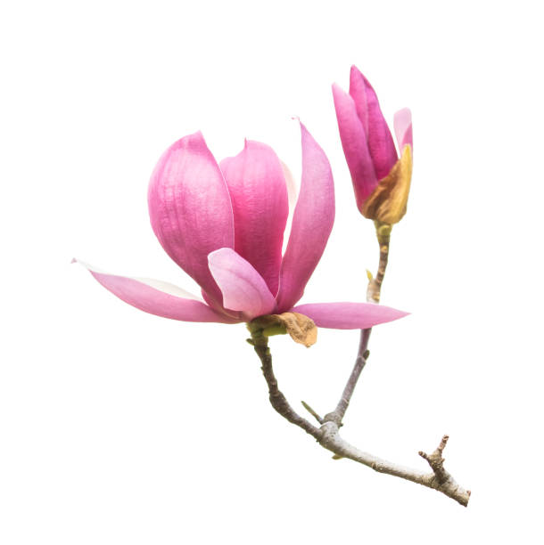 istock magnolia flowers isolated on white 1214075442