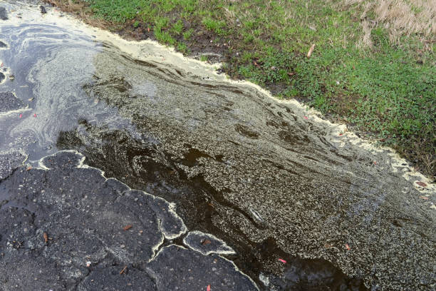 istock Pollen gathering on a puddle of water 1214075500