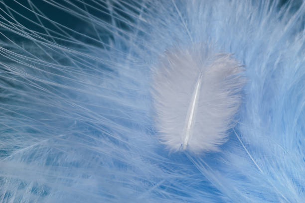 istock Close up Beautiful white trends bird  feather on a blue feather pattern texture background. Macro photography view. 1214078212