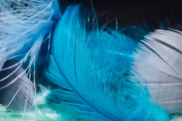 istock Close up Beautiful gray and blue trends bird  feather pattern texture background. Macro photography view. 1214079012