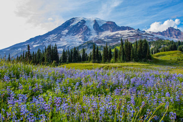istock Summer in Paradise area, Mount Rainier, Washington st 1214079246