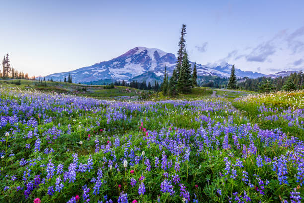 istock Summer in Paradise area, Mt Rainier 1214079344