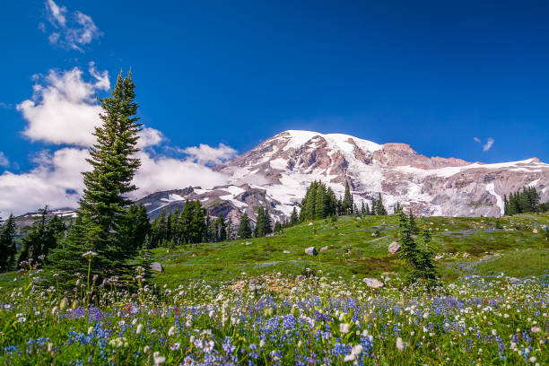 istock Summer flowers, Mount Rainier, Washington st 1214079383