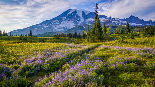 istock Mount Rainier national park, Washington st 1214079409