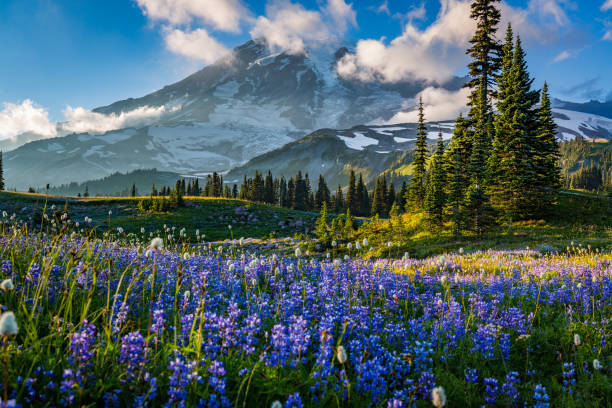 istock Flower season, Mount Rainier, Washington st 1214079455