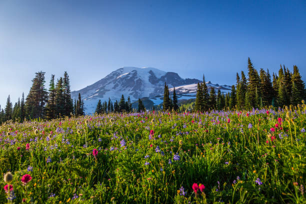 istock Summer flowers, Mount Rainier, Washington st 1214079530
